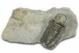 Detailed Gerastos Trilobite Fossil - Morocco #363956-1